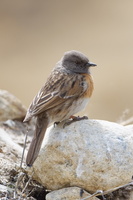 Robin Accentor (Prunella rubeculoides) (2)