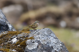 Rosy Pipit (Anthus roseatus)