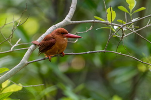 Ruddy kingfisher (Halcyon coromanda) (1)