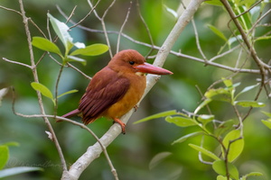 Ruddy kingfisher (Halcyon coromanda) (2)