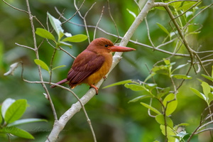 Ruddy kingfisher (Halcyon coromanda) (3)