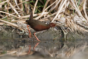 Ruddy-breasted Crake (Porzana fusca) (1)