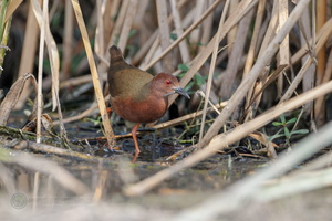 Ruddy-breasted Crake (Porzana fusca) (2)