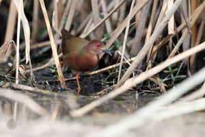 Ruddy-breasted Crake (Porzana fusca) (3)