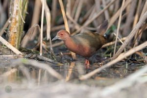 Ruddy-breasted Crake (Porzana fusca) (4)