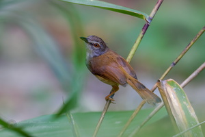 Rufescent Prinia (Prinia rufescens) (1)