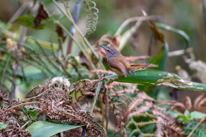 Rufescent Prinia (Prinia rufescens) (2)