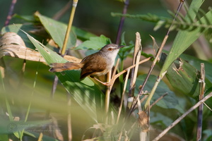 Rufescent Prinia (Prinia rufescens) (3)