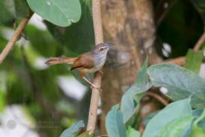 Rufescent Prinia (Prinia rufescens) (6)