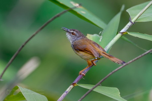 Rufescent Prinia (Prinia rufescens) (7)