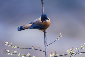 Rufous Sibia (Heterophasia capistrata)  (1)