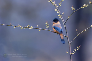 Rufous Sibia (Heterophasia capistrata)  (2)