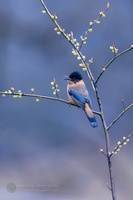 Rufous Sibia (Heterophasia capistrata)  (3)