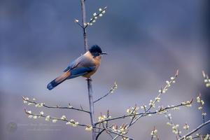 Rufous Sibia (Heterophasia capistrata)  (4)