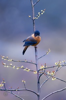 Rufous Sibia (Heterophasia capistrata)  (5)