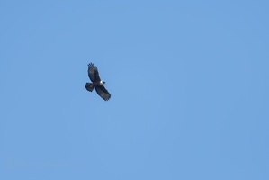 Rufous-bellied Eagle (Lophotriorchis kienerii)