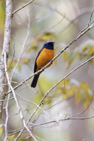 Rufous-bellied Niltava (Niltava sundara)