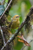 Rufous-capped Babbler (Stachyridopsis ruficeps)