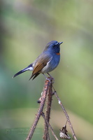 Rufous-gorgeted Flycatcher (Ficedula strophiata) (1)