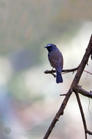 Rufous-gorgeted Flycatcher (Ficedula strophiata) (2)