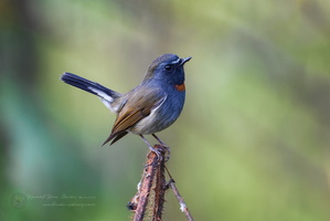 Rufous-gorgeted Flycatcher (Ficedula strophiata) (3)