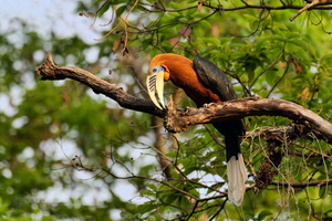 rufous-necked hornbill (Aceros nipalensis) (1)