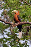 rufous-necked hornbill (Aceros nipalensis) (2)