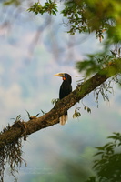 rufous-necked hornbill (Aceros nipalensis) (3)