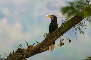 rufous-necked hornbill (Aceros nipalensis) (4)