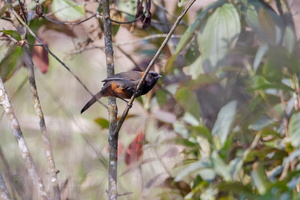 Rufous-necked Laughingthrush (Pterorhinus ruficollis) (1)