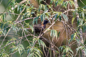 Rufous-necked Laughingthrush (Pterorhinus ruficollis) (2)