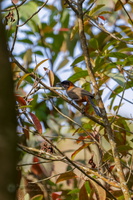 Rufous-necked Laughingthrush (Pterorhinus ruficollis) (3)