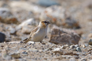 rufous-necked snowfinch (Pyrgilauda ruficollis) (1)