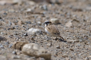 rufous-necked snowfinch (Pyrgilauda ruficollis) (2)