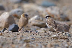 rufous-necked snowfinch (Pyrgilauda ruficollis) (3)