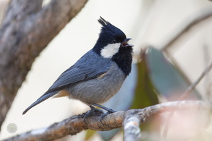 Rufous-vented Tit (Periparus rubidiventris) (1)