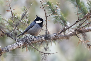Rufous-vented Tit (Periparus rubidiventris) (2)