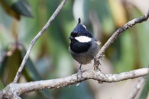 Rufous-vented Tit (Periparus rubidiventris) (4)