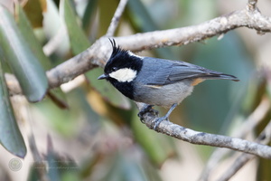 Rufous-vented Tit (Periparus rubidiventris) (6)