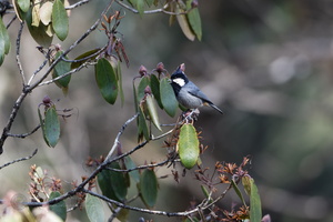 Rufous-vented Tit (Periparus rubidiventris)