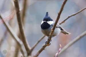 Rufous-vented Tit (Periparus rubidiventris)1 (2)