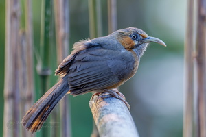 Rusty-cheeked Scimitar Babbler (Pomatorhinus erythrogenys) (1)