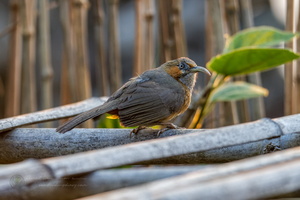 Rusty-cheeked Scimitar Babbler (Pomatorhinus erythrogenys) (2)