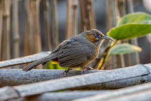 Rusty-cheeked Scimitar Babbler (Pomatorhinus erythrogenys) (3)