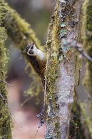 rusty-flanked treecreeper (Certhia nipalensis)