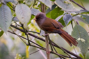Rusty-fronted Barwing (Actinodura egertoni) (1)