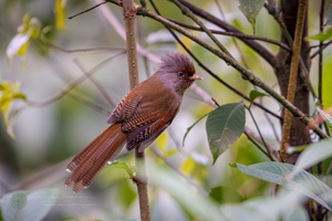 Rusty-fronted Barwing (Actinodura egertoni) (2)