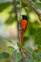 Scarlet Minivet (Pericrocotus flammeus) (1)