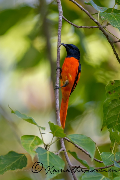 Scarlet Minivet (Pericrocotus flammeus) (1).jpg