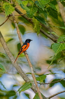 Scarlet Minivet (Pericrocotus flammeus) (2)